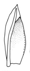 Fissidens taylorii var. taylorii , leaf from sterile plant. Drawn from J.D. Lovis, s.n., Sep. 1985, AK 284387.
 Image: R.C. Wagstaff © Landcare Research 2014 